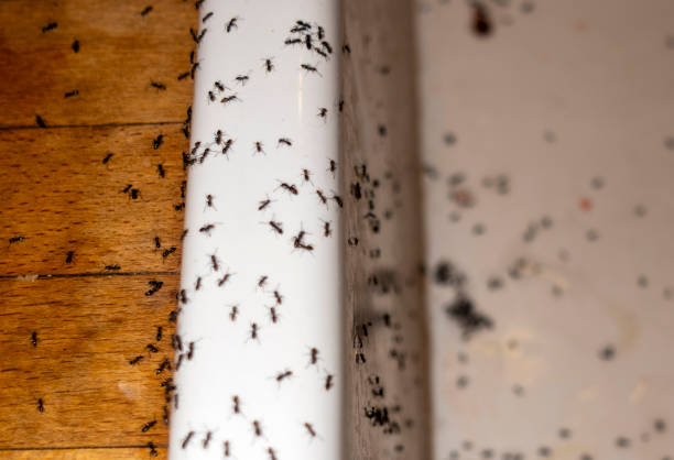 Best Affordable Pest Control Services  in Flippin, AR